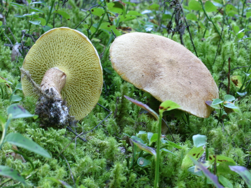 Specie interessanti dalla Lapponia 3 alcune boletaceae